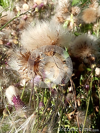 Beautiful and delicate wild herbs and flowers d Stock Photo