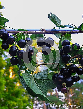 Beautiful, delicious blackcurrant berries on a branch Stock Photo