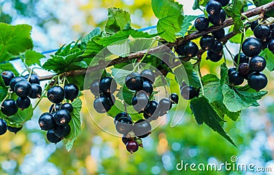 Beautiful, delicious blackcurrant berries on a branch Stock Photo