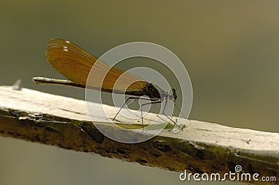 Beautiful Demoiselle - Calopteryx virgo Stock Photo