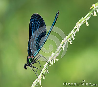 Beautiful Demoiselle (Calopteryx virgo) Stock Photo