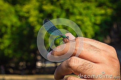 Beautiful Demoiselle Calopteryx Virgo on man`s hand. Metallic blue and green colors Stock Photo