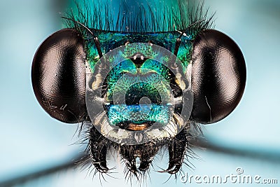 Beautiful Demoiselle, Damselfly, Calopteryx virgo - MALE Stock Photo