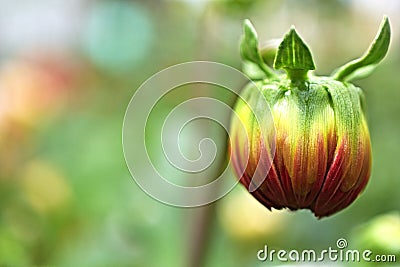 Beautiful Demure Dahlia Bud on the natural background Stock Photo