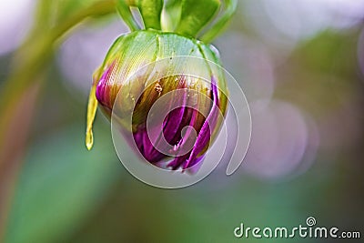 Beautiful Demure Dahlia Bud on the natural background Stock Photo