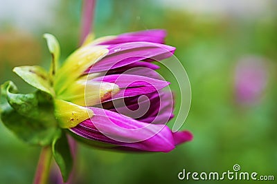 Beautiful Demure Dahlia Bud on the natural background Stock Photo