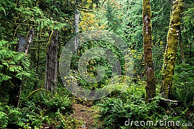 Beautiful dense forest in Sooke, Vancouver Island, Canada Stock Photo