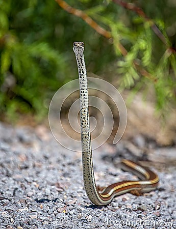Beautiful Desert Striped Whipsnake Looking at its Surroundings Stock Photo