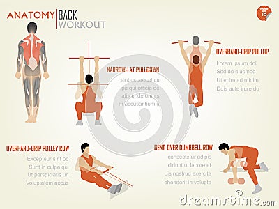 Beautiful design info graphic of abdominal back workout Vector Illustration