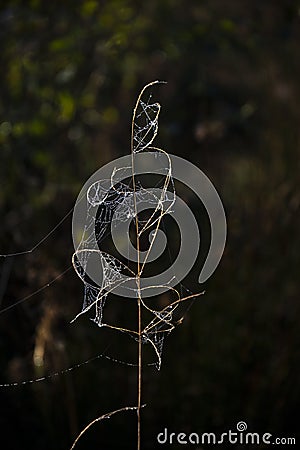 Beautiful detail landscape image of spider`s web in cold dew fro Stock Photo