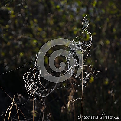 Beautiful detail landscape image of spider`s web in cold dew frosty morning light Stock Photo