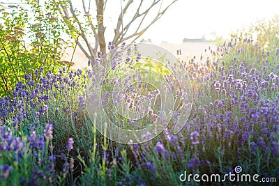 Beautiful detail of scented lavender flowers field Stock Photo