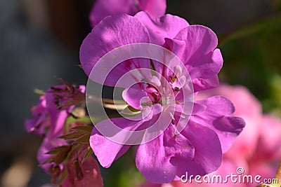 Beautiful detailed pink flower macro shot Stock Photo