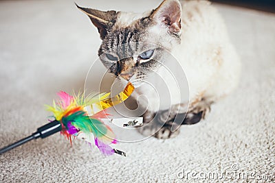 Beautiful Devon Rex feline is sitting at home on the light color carpet and is playing with colorful toy with feathers. Lifestyle Stock Photo