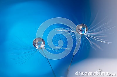 Beautiful dew drops on a dandelion seed macro. Beautiful soft light blue and violet background. Stock Photo