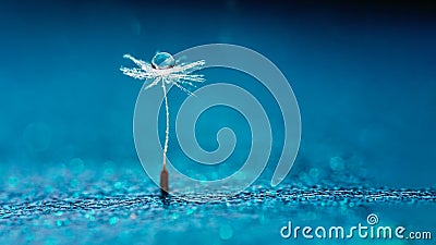 Beautiful dew drops on a dandelion seed macro. Beautiful soft background. Water drops on a parachutes dandelion. Copy space. soft Stock Photo