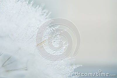 Beautiful dew drops on a dandelion seed macro. Beautiful soft blue background. Water drops on a parachutes dandelion. Copy space. Stock Photo