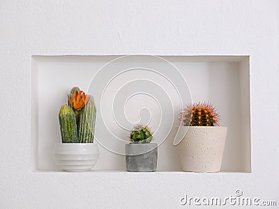 Beautiful different cacti as decoration Stock Photo