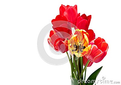 Beautiful different tulips Stock Photo