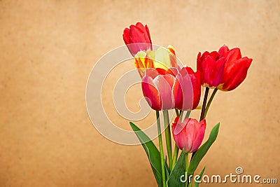 Beautiful different tulips Stock Photo