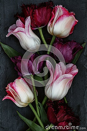 Beautiful different type of tulips on a slate background. Stock Photo