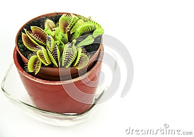 Dionaea Muscipula carnivorous plant on white background Stock Photo
