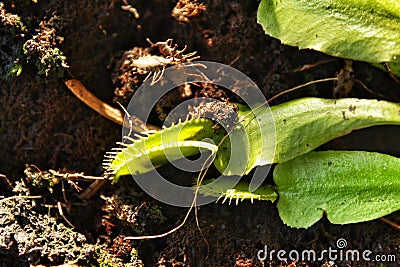 Beautiful Dionaea Muscipula plant in the garden Stock Photo