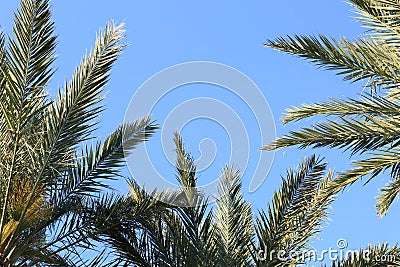 Date Palms Looking Up with Blue Sky in Morning Stock Photo