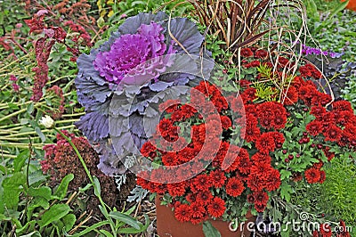 Flowering cabbage and Mums on display Stock Photo