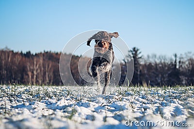 Beautiful display of speed and power by a hunting bitch, Bohemian Wire-haired Pointing Griffon. Portrait of a running dog in a Stock Photo