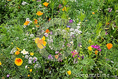 Beautiful display wild flowers Stock Photo