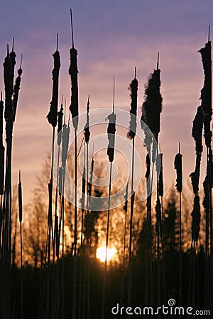 North America Cattails Beautiful Wildlife Flora Wild Nature Lake Countryside Sunset Sunrise Destination Canada Purity Beauty Magic Stock Photo