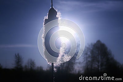 Summer Night Cattail Soft Beautiful Silhouette Wild Nature Purity Distaff Wildlife Sunset Sky Background Natural Beauty Magic Stock Photo