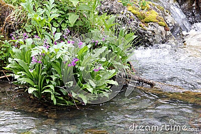 Flowers growing in the Altai Mountains in Siberia Stock Photo