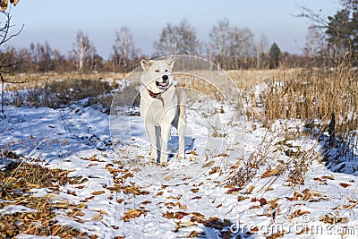 Beautiful dog Akita Inu in the field among fallen autumn leaves and snow. Stock Photo