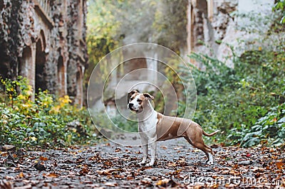 Beautiful dog breed American Staffordshire Terrier in exterior rack Stock Photo