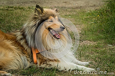 Beautiful dog breed Collie. North, Russia Stock Photo