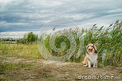 Beautiful dog breed Collie. North, Russia Stock Photo