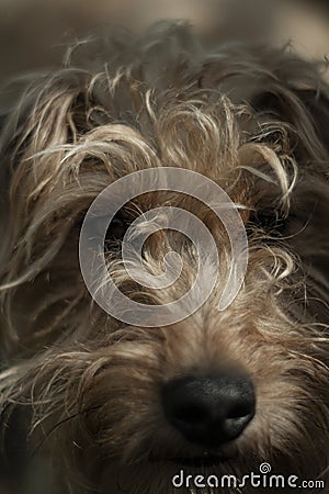 Dog portrait for websites or adverts Stock Photo