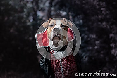 Beautiful dog dressed up as vampire in dark moonlit forest. Cute Stock Photo