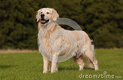Beautiful dog, Labrador Retriever Stock Photo