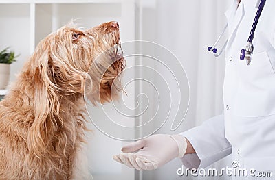 Beautiful dog during medical appointment Stock Photo