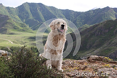 Beautiful dog in the mountains Stock Photo