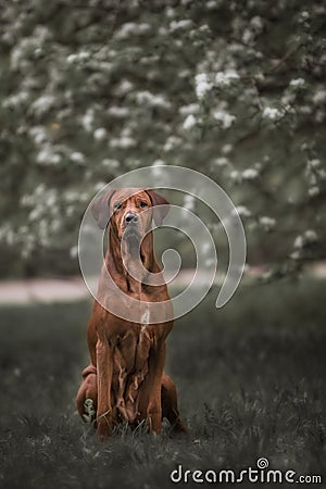 Beautiful dog rhodesian ridgeback hound outdoors Stock Photo