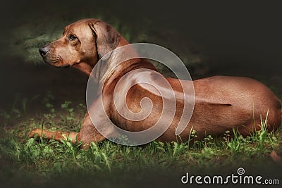 Beautiful dog rhodesian ridgeback hound outdoors Stock Photo