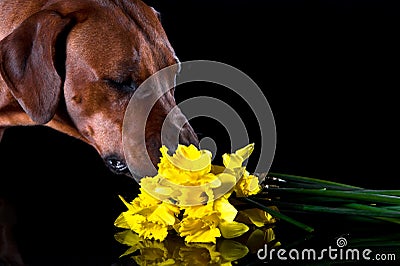 Beautiful dog rhodesian ridgeback smelling flowers isolated on b Stock Photo