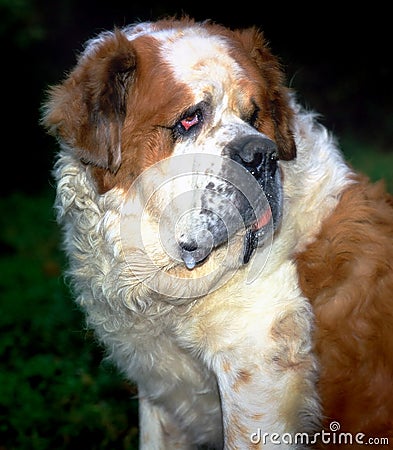 Beautiful dog san bernar animal adorable Stock Photo