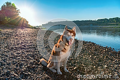 Beautiful dog sits on the shore evening river in the rays setting sun. Cute red Siberian husky on the background of a serene river Stock Photo