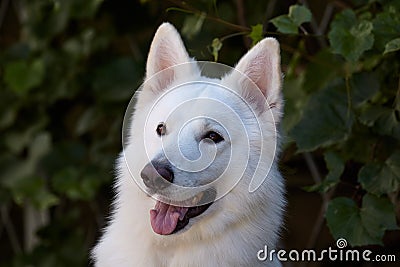 Beautiful dog of snowy white color. Big white swiss shepherd breed. Close up portrait of wise dog with happy smiling look on green Stock Photo