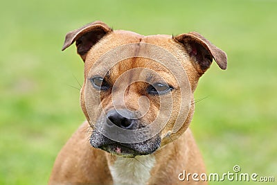 Beautiful dog of Staffordshire Bull Terrier breed, of ginger color with melancholy look, close up portrait of cuty dog female. Stock Photo